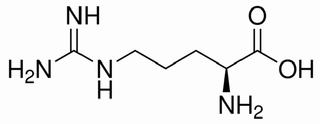 L-精氨酸，化学对照品(100mg)