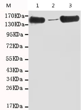 小鼠抗SMC1A(C-term)单克隆抗体