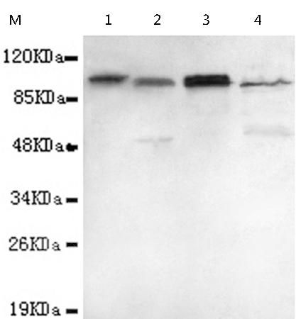 小鼠抗UHRF1(N-term)单克隆抗体