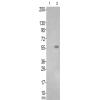 兔抗TPH2(Ab-19) 多克隆抗体