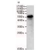 小鼠抗TBL1X单克隆抗体 
