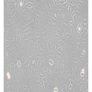 WB-F344大鼠肝上皮样干细胞