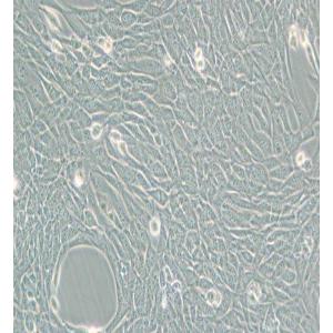 HT22小鼠海马神经元细胞