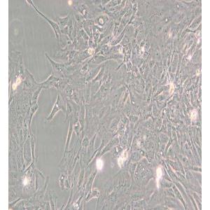 Pt K1/NBL-3袋鼠肾细胞
