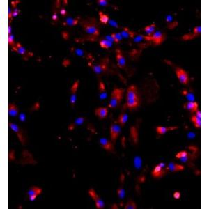 小鼠Ⅱ型肺泡上皮细胞 