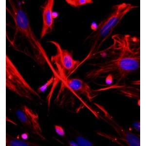 大鼠肺成纤维细胞