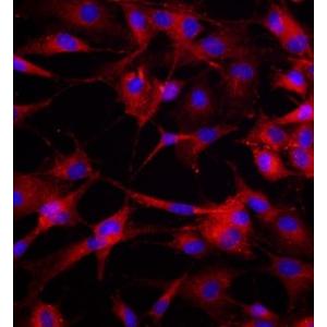 大鼠骨髓来源内皮祖细胞