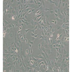 ARPE-19人视网膜上皮细胞