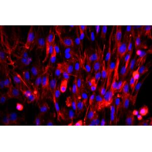 小鼠胚胎成纤维细胞