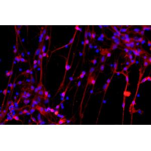 小鼠皮层神经元细胞