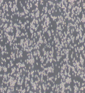 AgC11x3A; NR8383.1 大鼠肺泡巨噬细胞主图