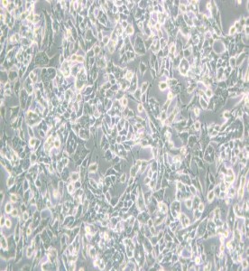 PC-12(Low differentiation)大鼠肾上腺嗜铬细胞瘤细胞(低分化)主图