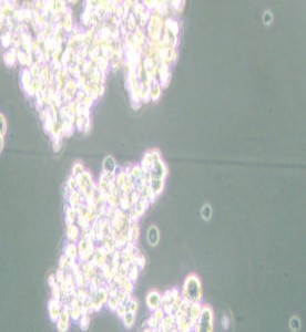PC-12(High differentiation)大鼠肾上腺嗜铬细胞瘤细胞(高分化)主图
