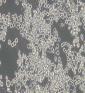 MDA-MB-453人乳腺癌细胞(L15)主图