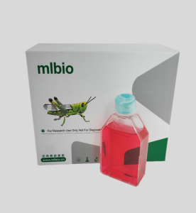 MDA-MB-231/GFP人乳腺癌细胞(绿色荧光蛋白标记)(L15)主图