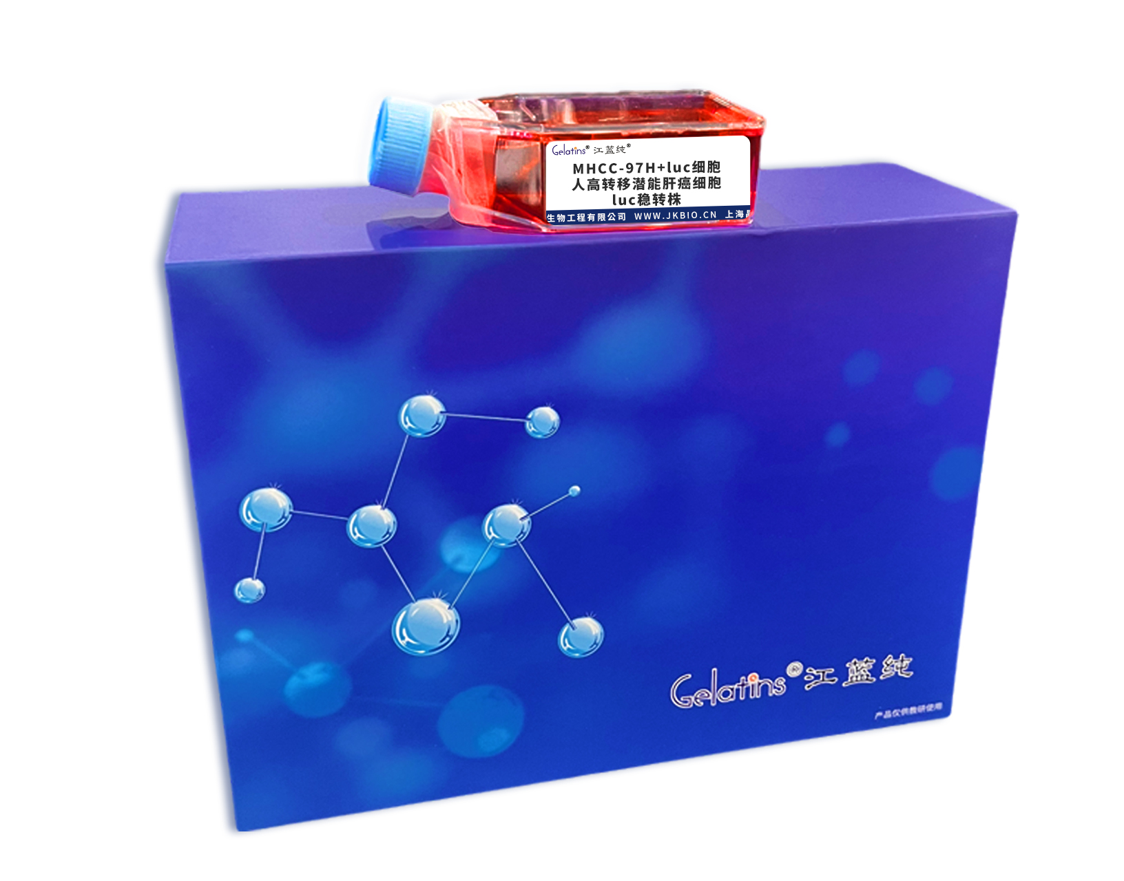 MHCC-97H+luc细胞 ; 人高转移潜能肝癌细胞luc稳转株主图