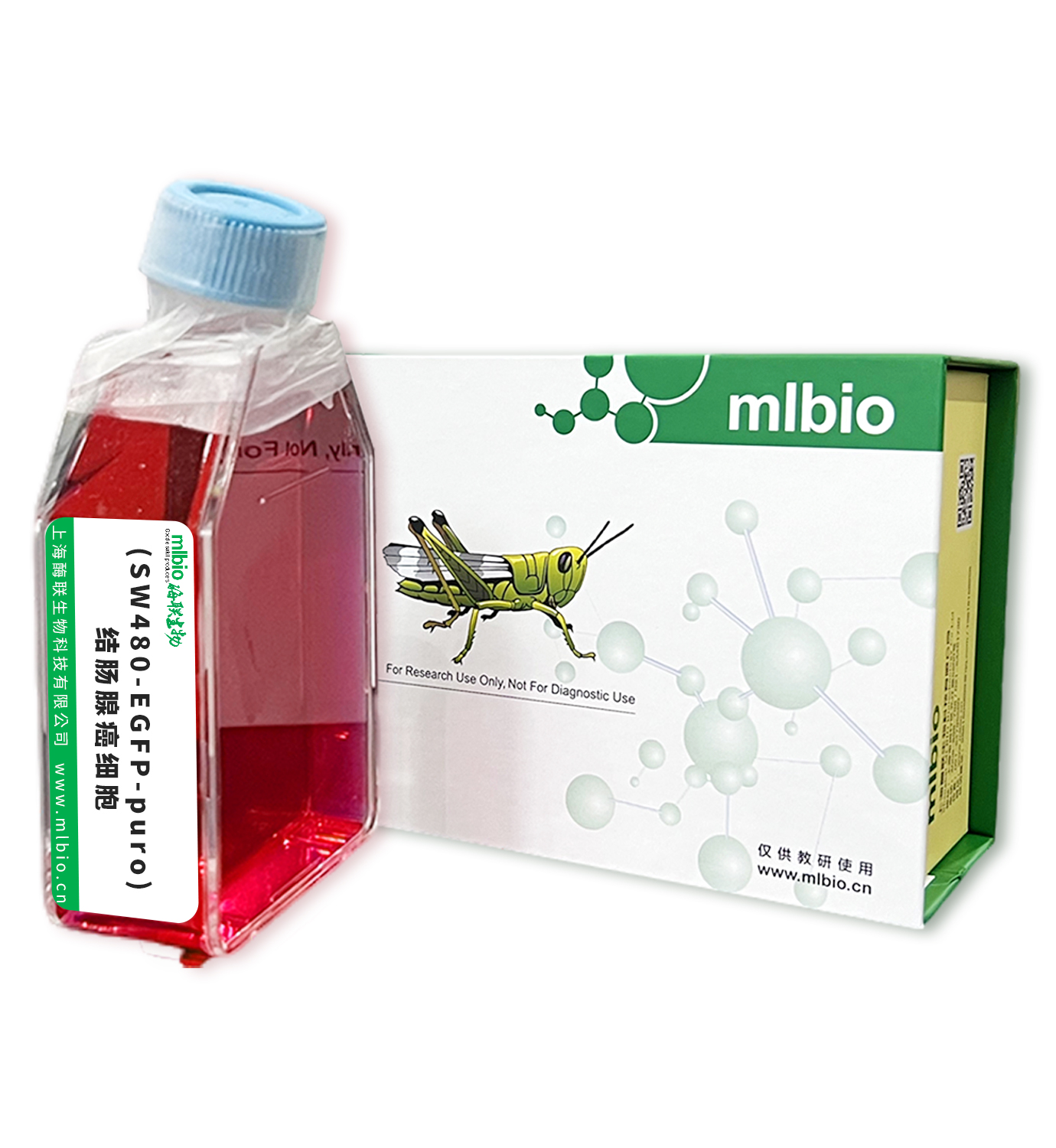 (SW480-EGFP-puro)结肠腺癌细胞主图