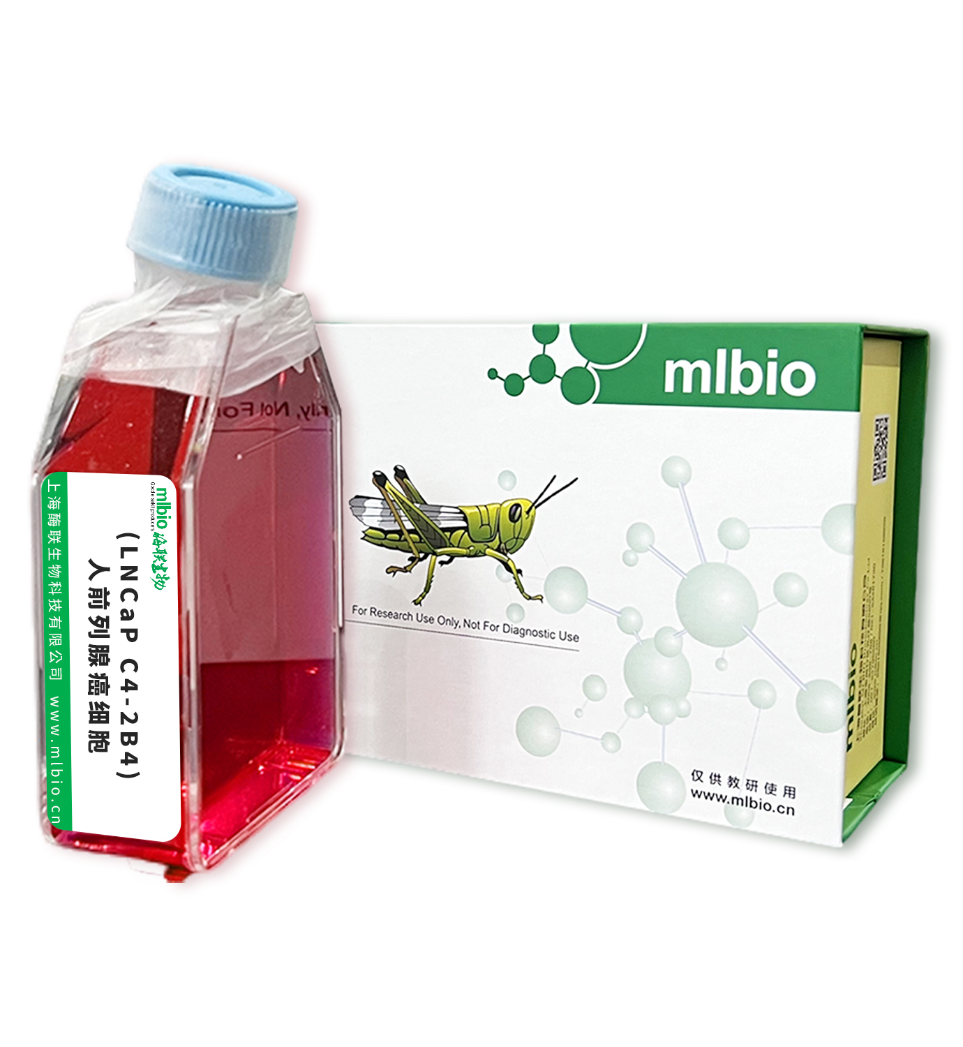 (LNCaP C4-2B4)人前列腺癌细胞主图