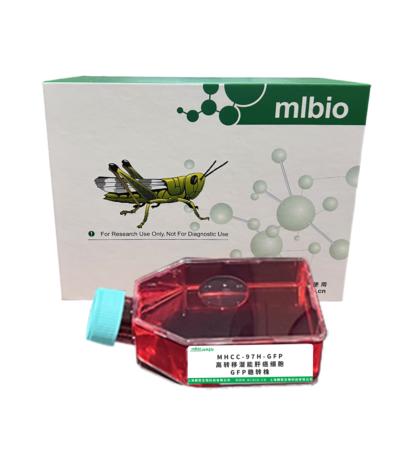 MHCC-97H-GFP 高转移潜能肝癌细胞GFP稳转株主图