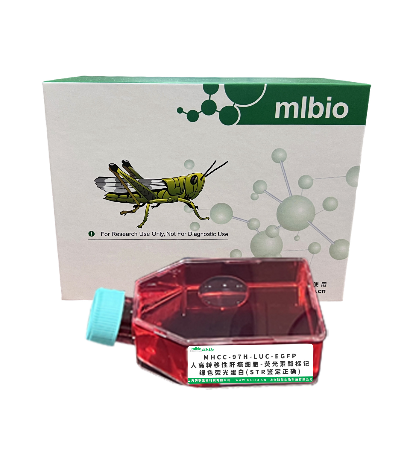 MHCC-97H-LUC-EGFP/人高转移性肝癌细胞-荧光素酶标记-绿色荧光蛋白(STR鉴定正确)主图