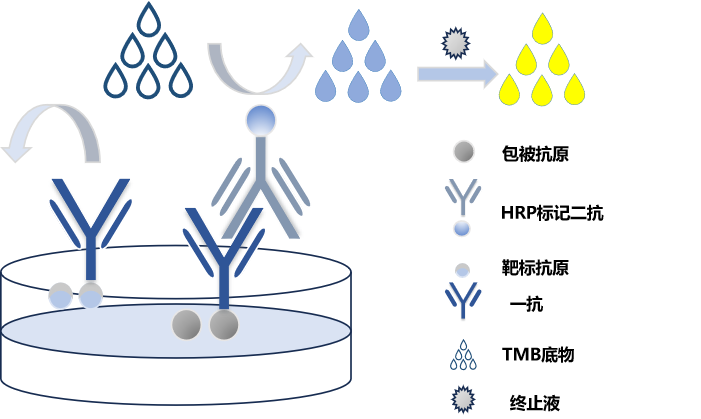 17α-羟基孕酮试剂盒原理